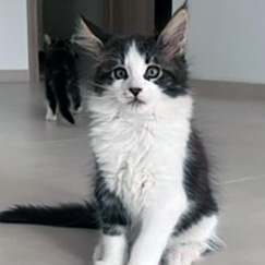 Diego